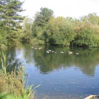 Canada Goose